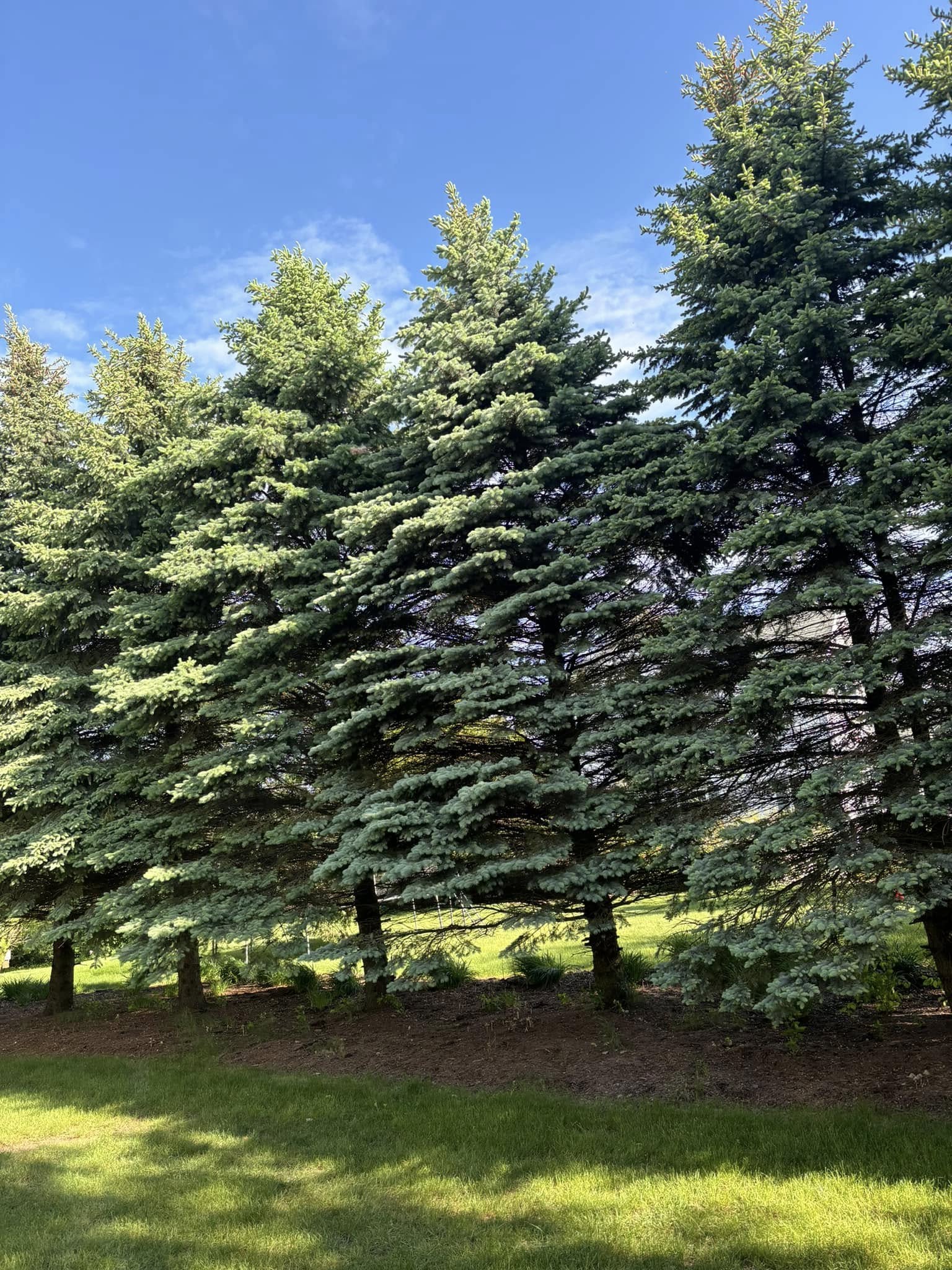 Professional tree service work