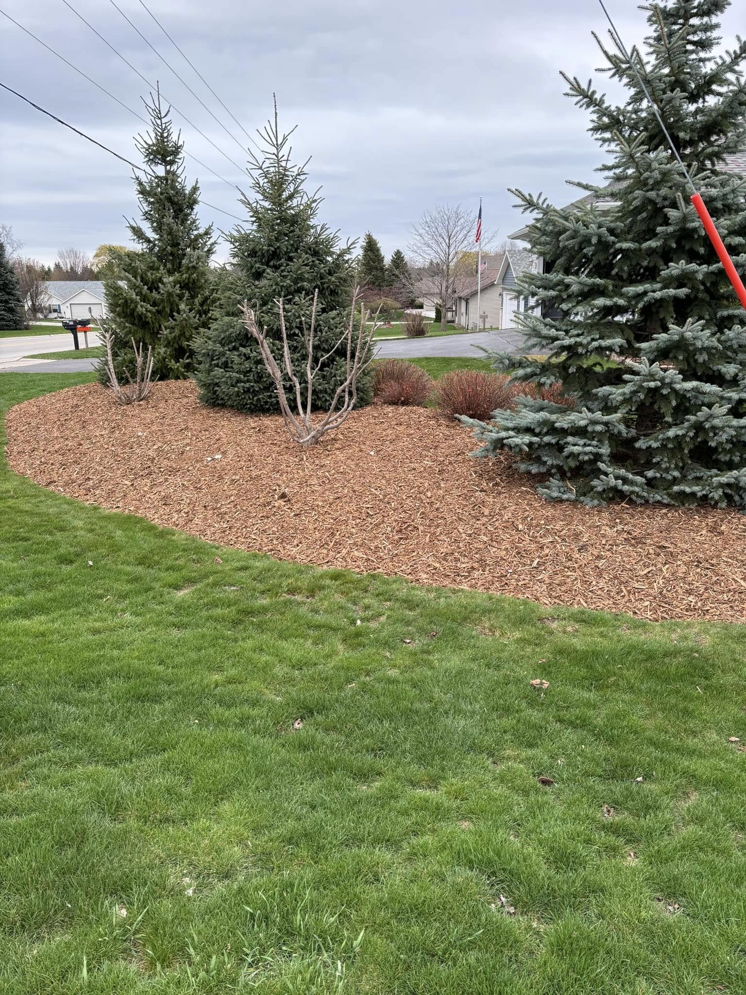 Tree removal and site cleanup