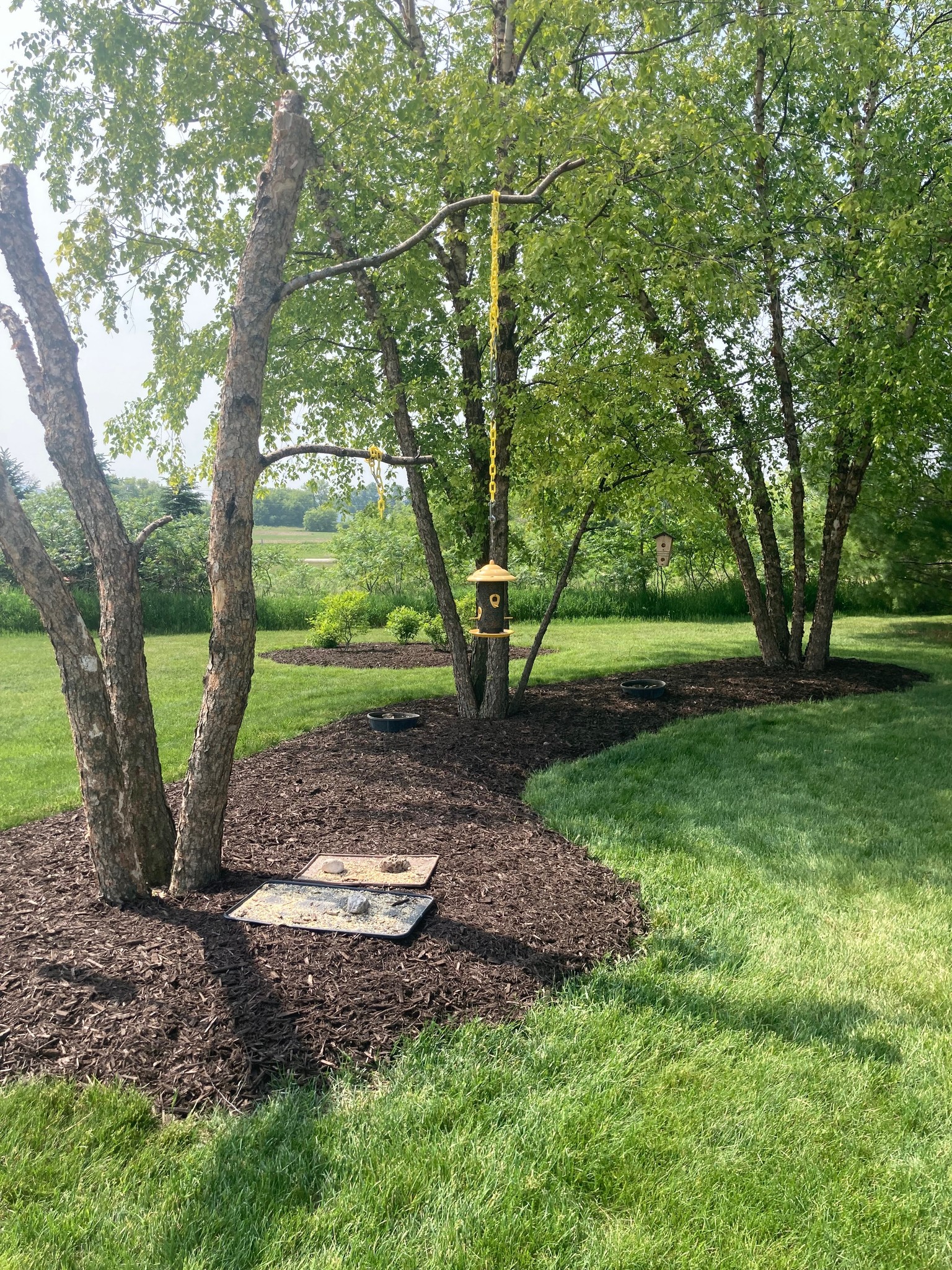 Tree trimming and shaping service in Sheboygan County, WI